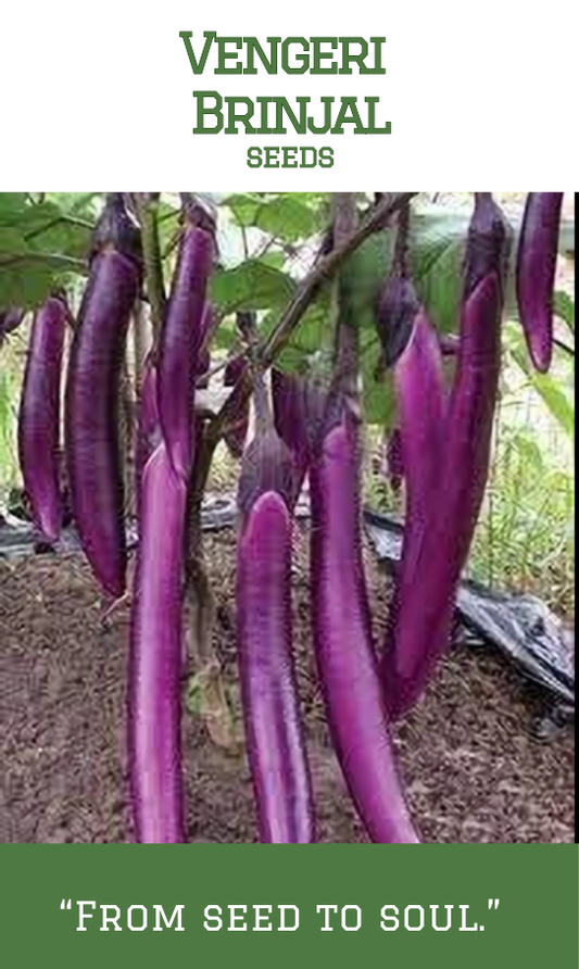 Vengeri Brinjal