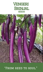 Vengeri Brinjal