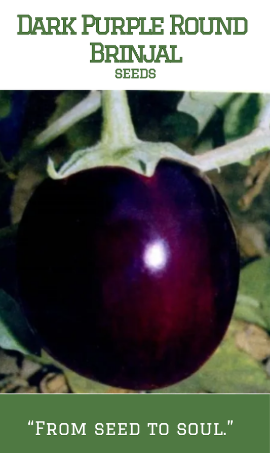Dark Purple Round Brinjal