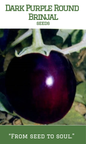 Dark Purple Round Brinjal