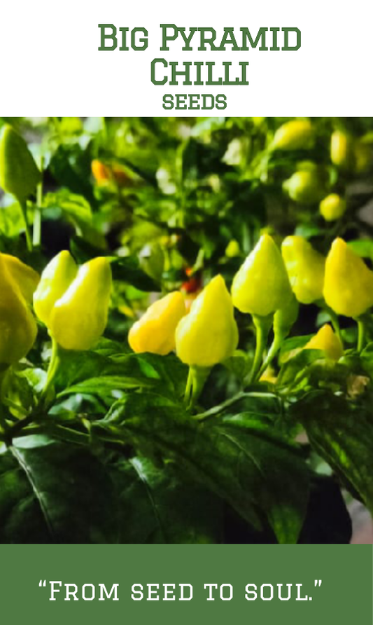 Big Pyramid Chilli / Special Chilli