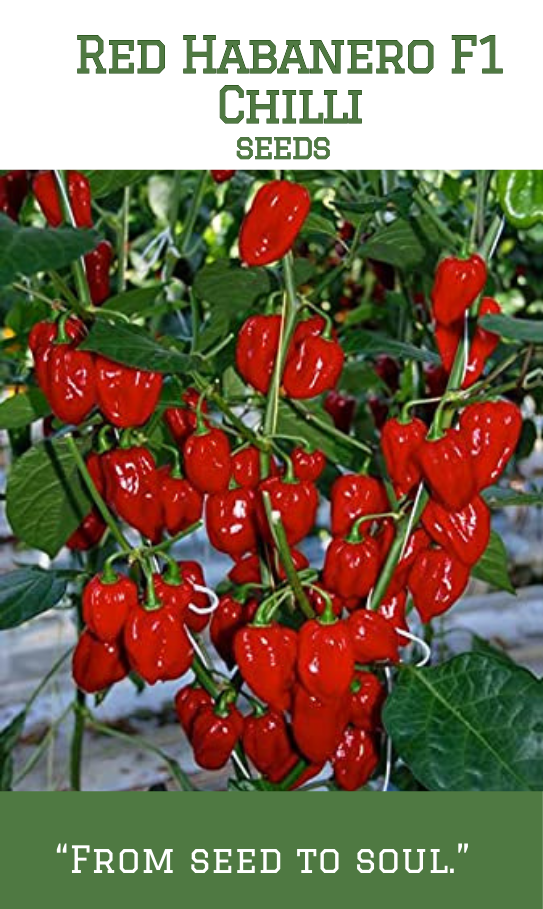 Red Habanero F1 Chilli