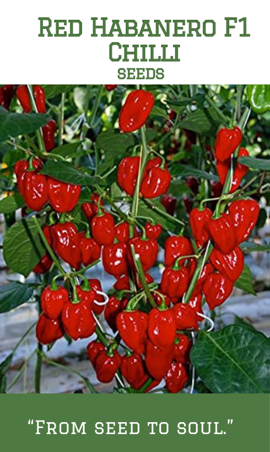 Red Habanero F1 Chilli