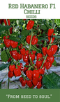 Red Habanero F1 Chilli