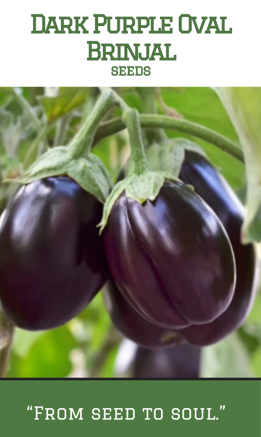 Dark Purple Oval Brinjal