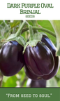 Dark Purple Oval Brinjal