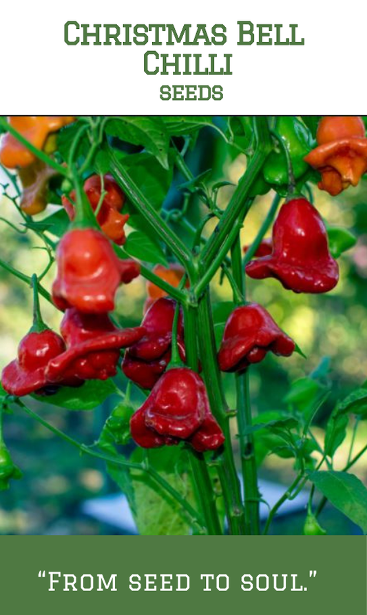 Christmas Bell Chilli