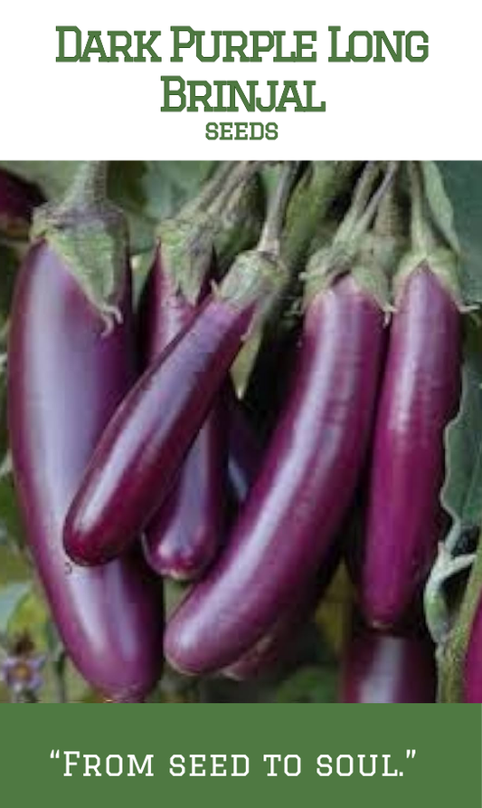 Dark Purple Long Brinjal
