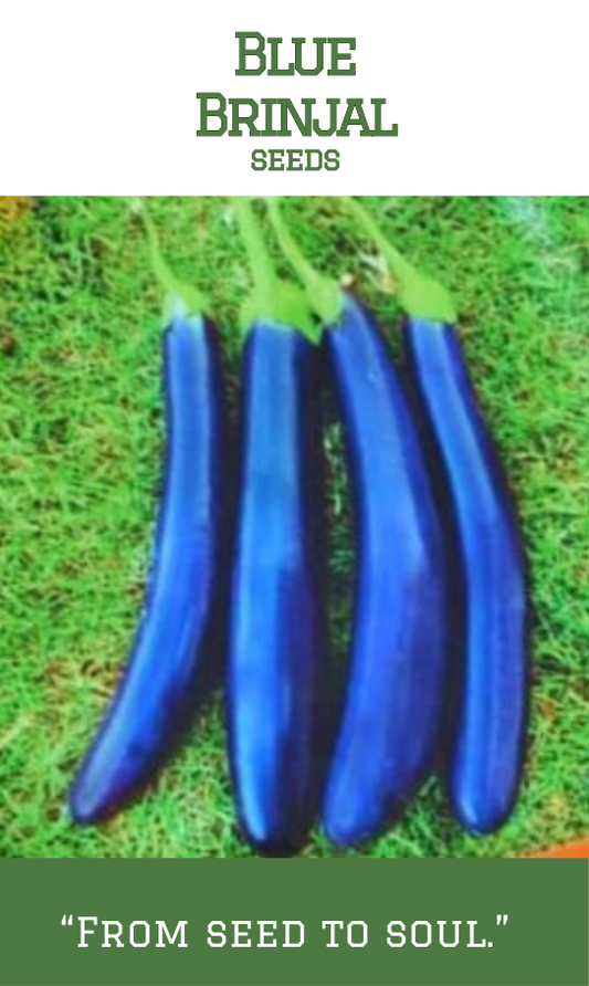 Blue Brinjal
