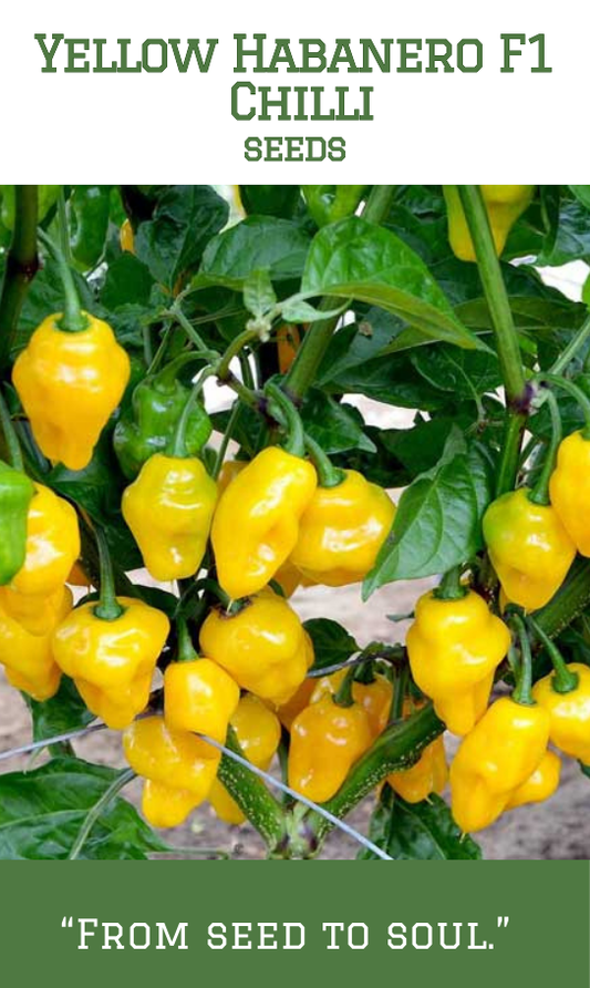 Yellow Habanero F1 Chilli