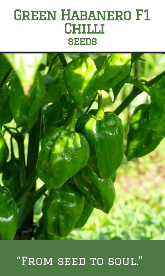 Green Habanero F1 Chilli