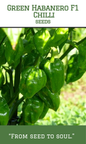Green Habanero F1 Chilli