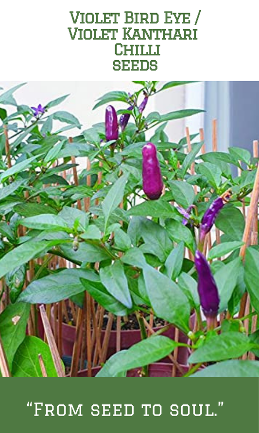 Violet Bird Eye Chilli