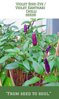 Violet Bird Eye Chilli