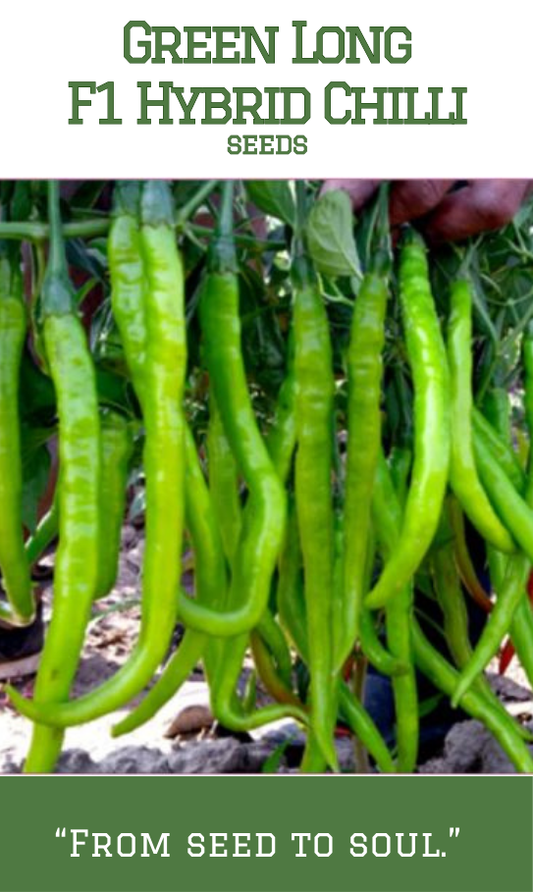 Long Green Chilli F1 Hybrid