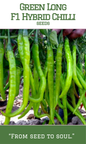 Long Green Chilli F1 Hybrid