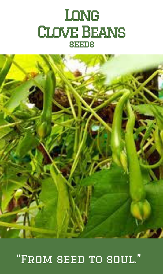 Long Clove Bean