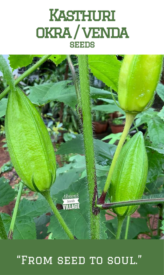 Kasthuri okra