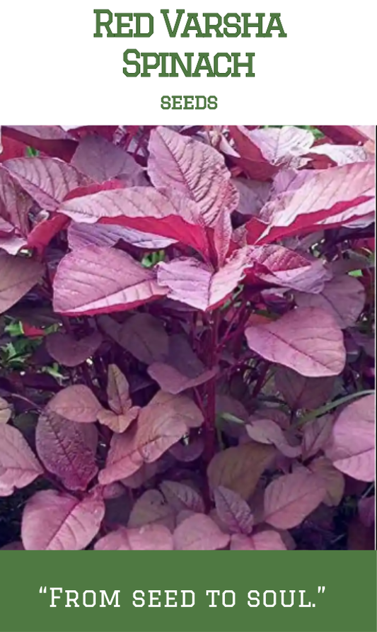 Red Varsha Spinach / Cheera