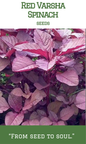 Red Varsha Spinach / Cheera