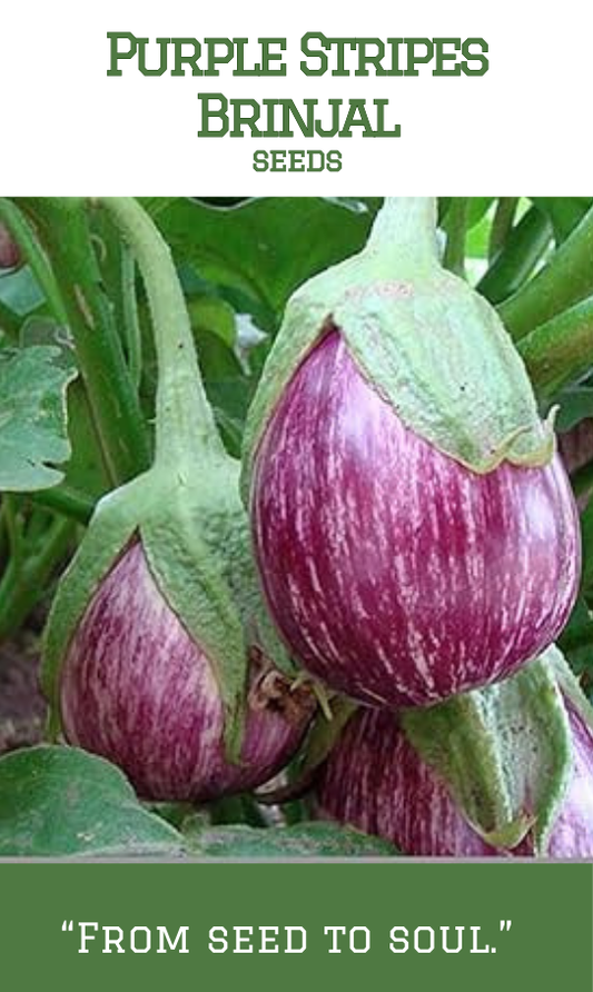 Purple Stripes Brinjal