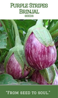 Purple Stripes Brinjal
