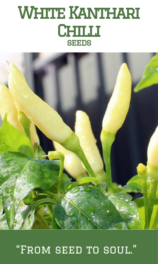 White Kanthari Chilli / White Bird eye