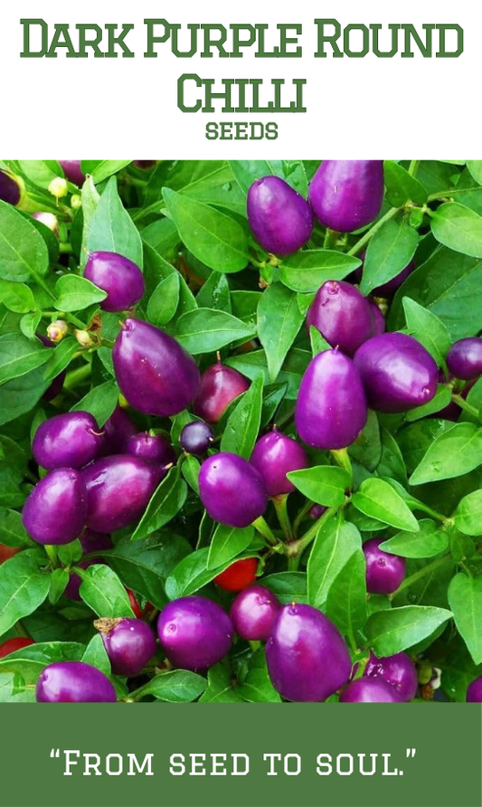 Dark Purple Round Chilli