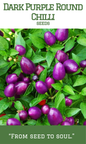 Dark Purple Round Chilli