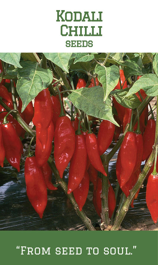 Kodali Chilli/ Kodali Mulaku