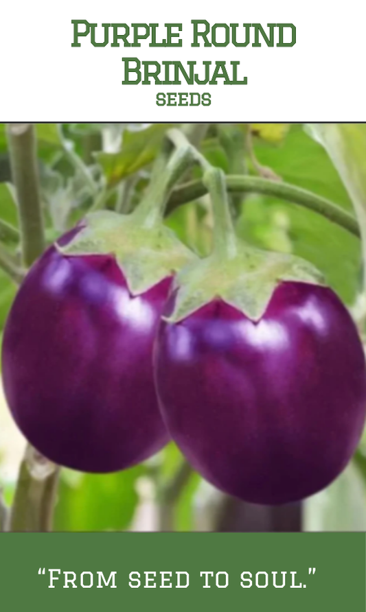 Purple Round Brinjal