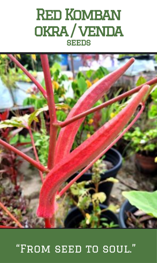 Red long Komban okra