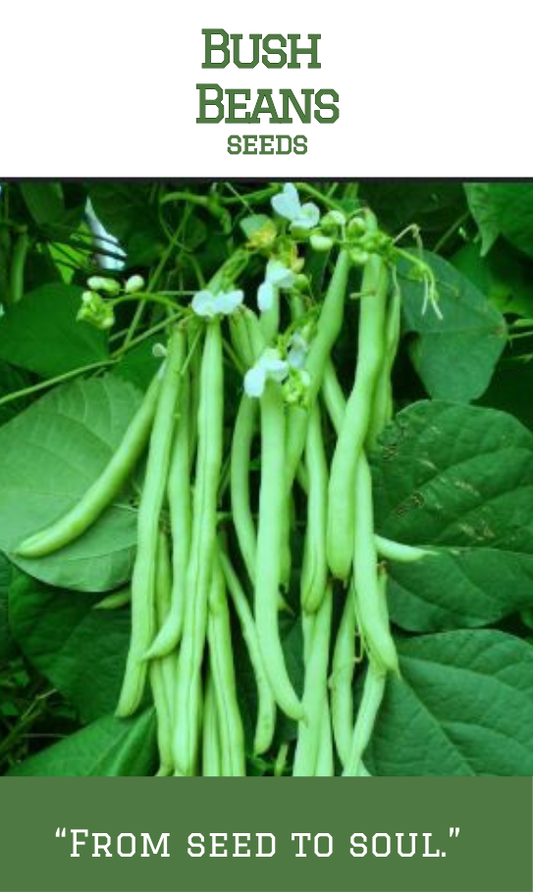 Bush Beans
