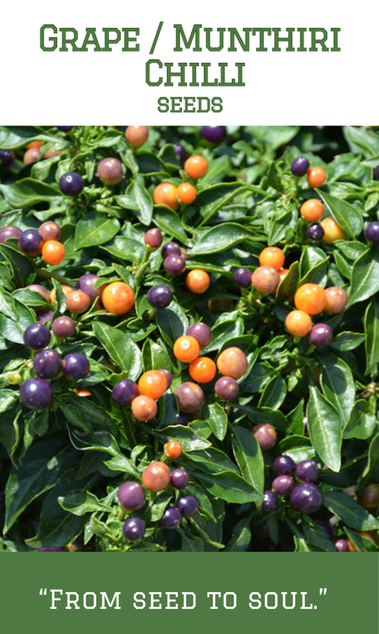 Grape Chilli / Munthiri Mulaku