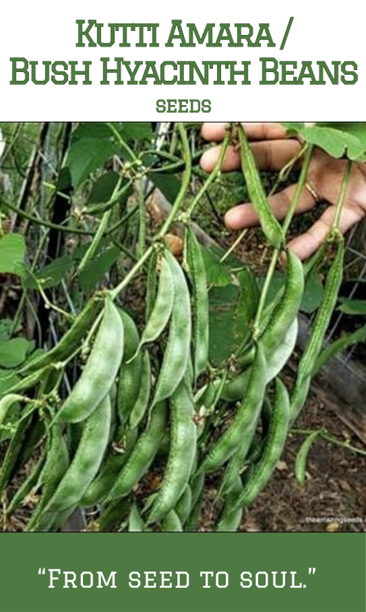 Kutti Amara / Hyacinth Bush Beans