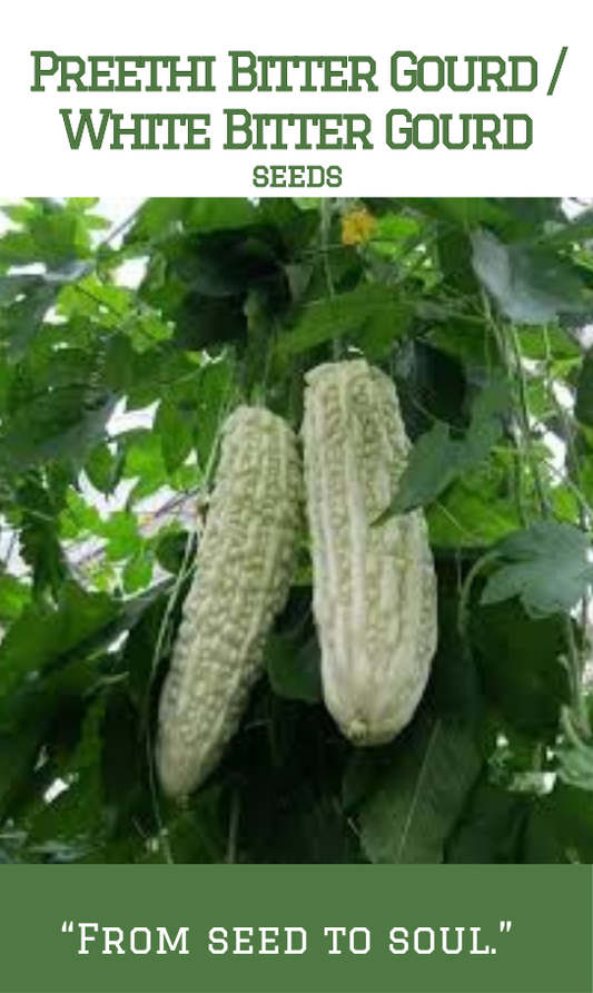 Preethi Bitter Gourd / White Bitter Gourd