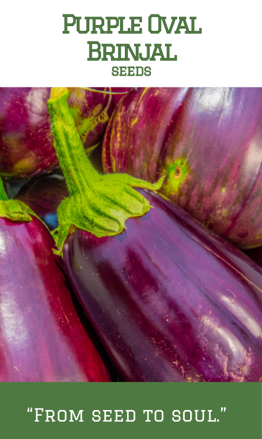 Purple Oval Brinjal