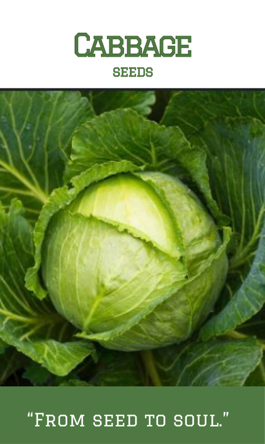 Cabbage