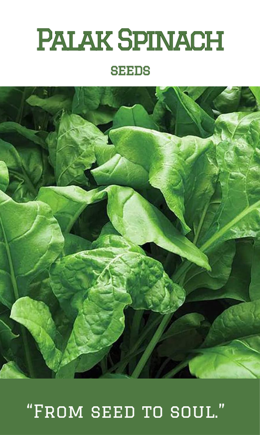 Palak Spinach / Cheera
