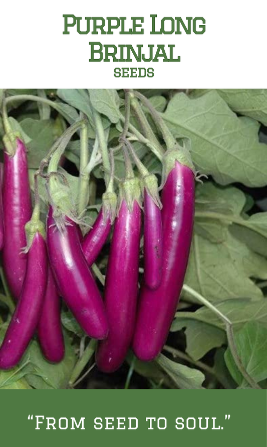 Purple Long Brinjal