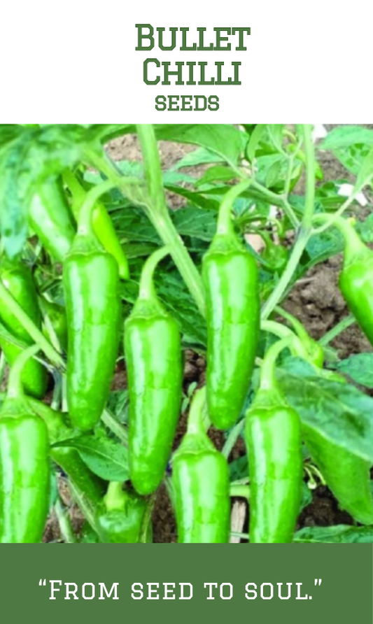 Bullet Chilli