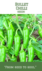 Bullet Chilli