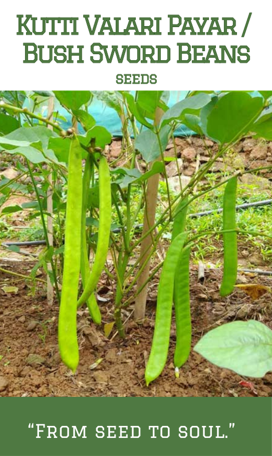 Kutti Valari payar / Bush Sword Beans
