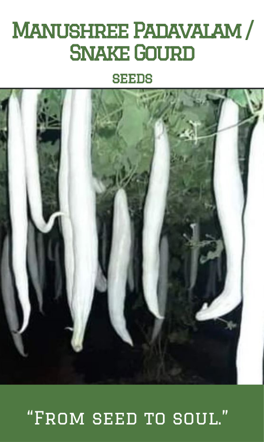 Manushree Padavalam / Snake Gourd