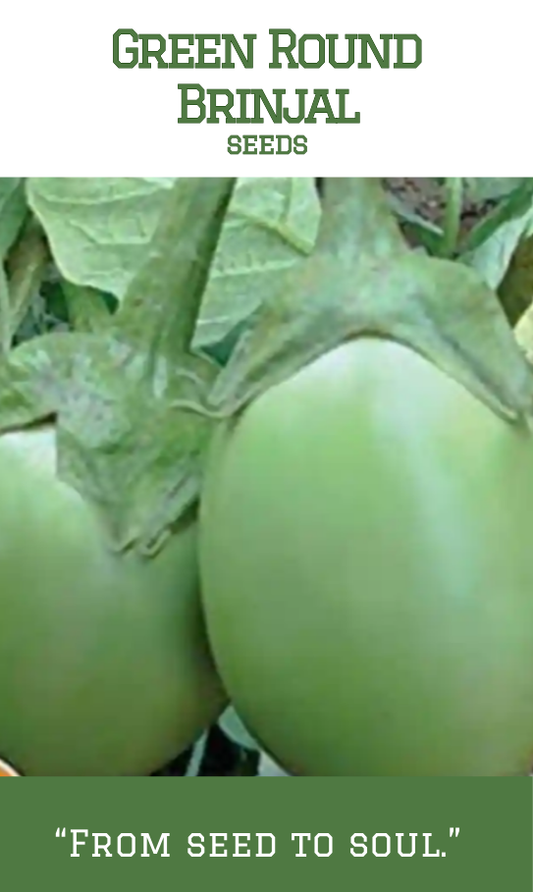 Green Round Brinjal