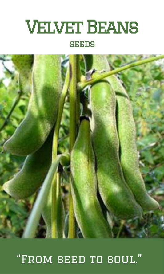 Velvet Beans