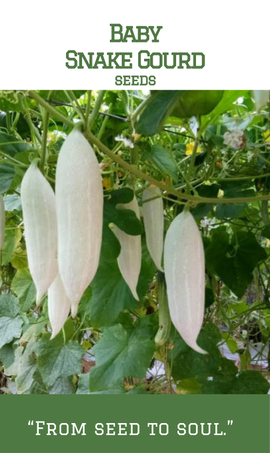 Short / Baby Snake gourd / Padavalam