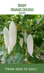 Short / Baby Snake gourd / Padavalam