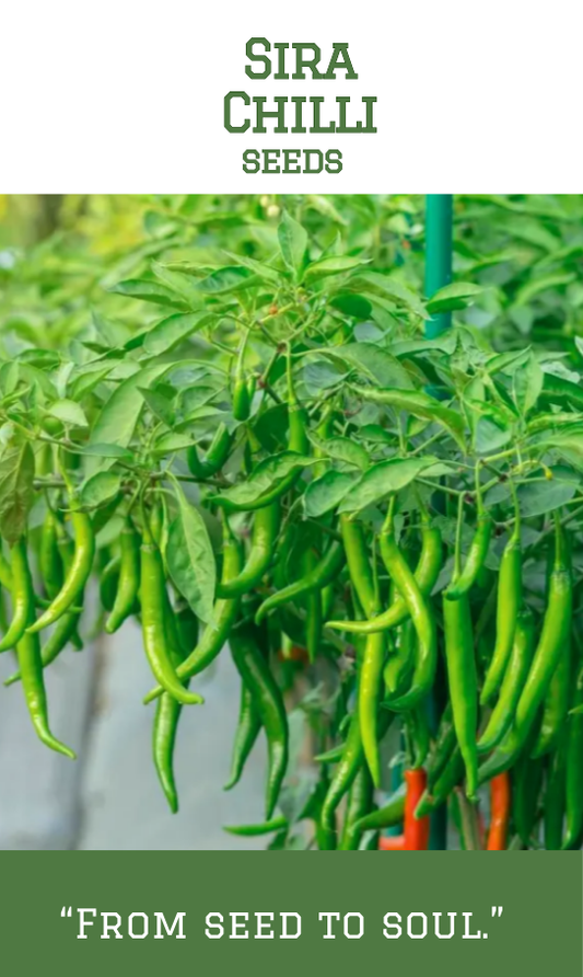 Sira Chilli