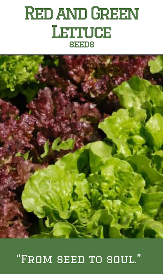 Red and Green Lettuce(Mixed)
